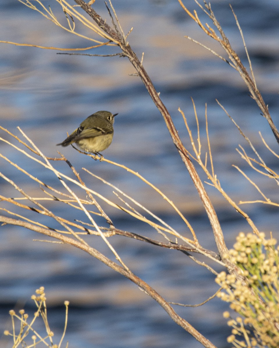 Ruby-crowned Kinglet - ML292336271