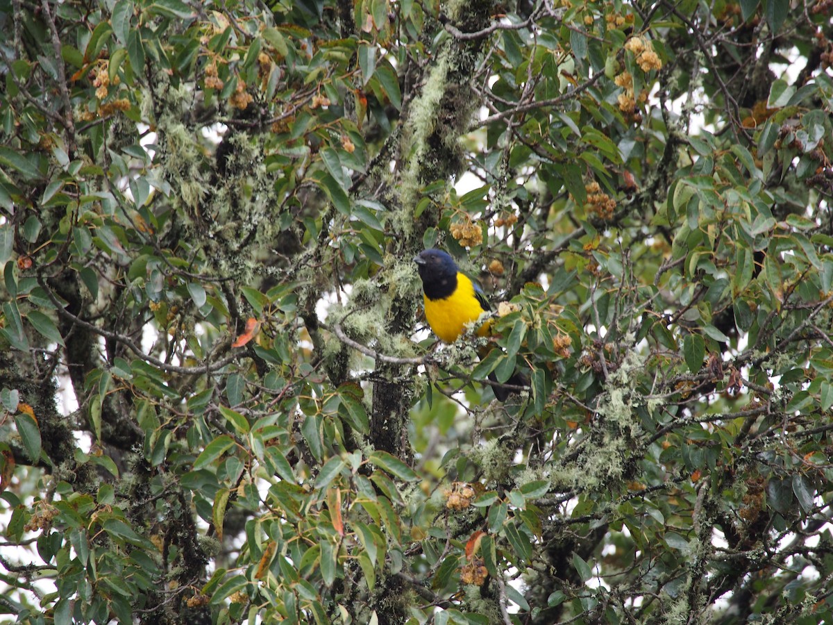 Black-chested Mountain Tanager - ML29233691