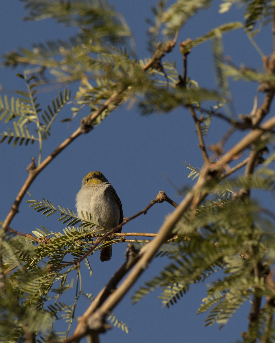 Verdin - ML292337121