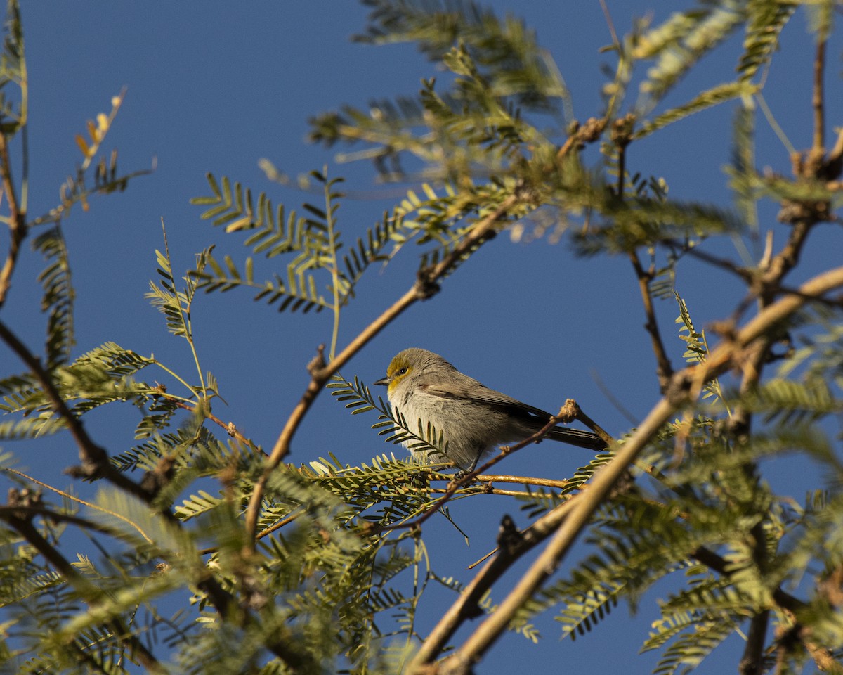 Verdin - ML292337141