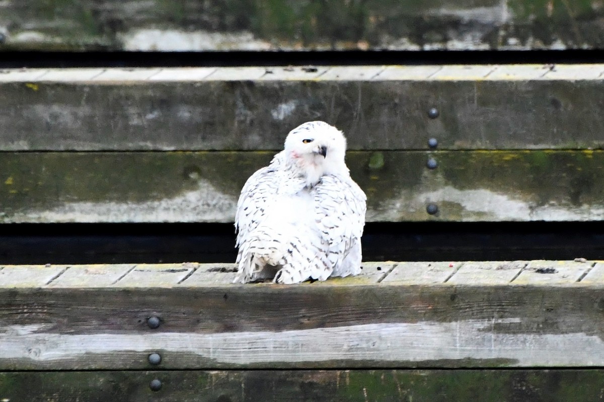 Snowy Owl - ML292341061