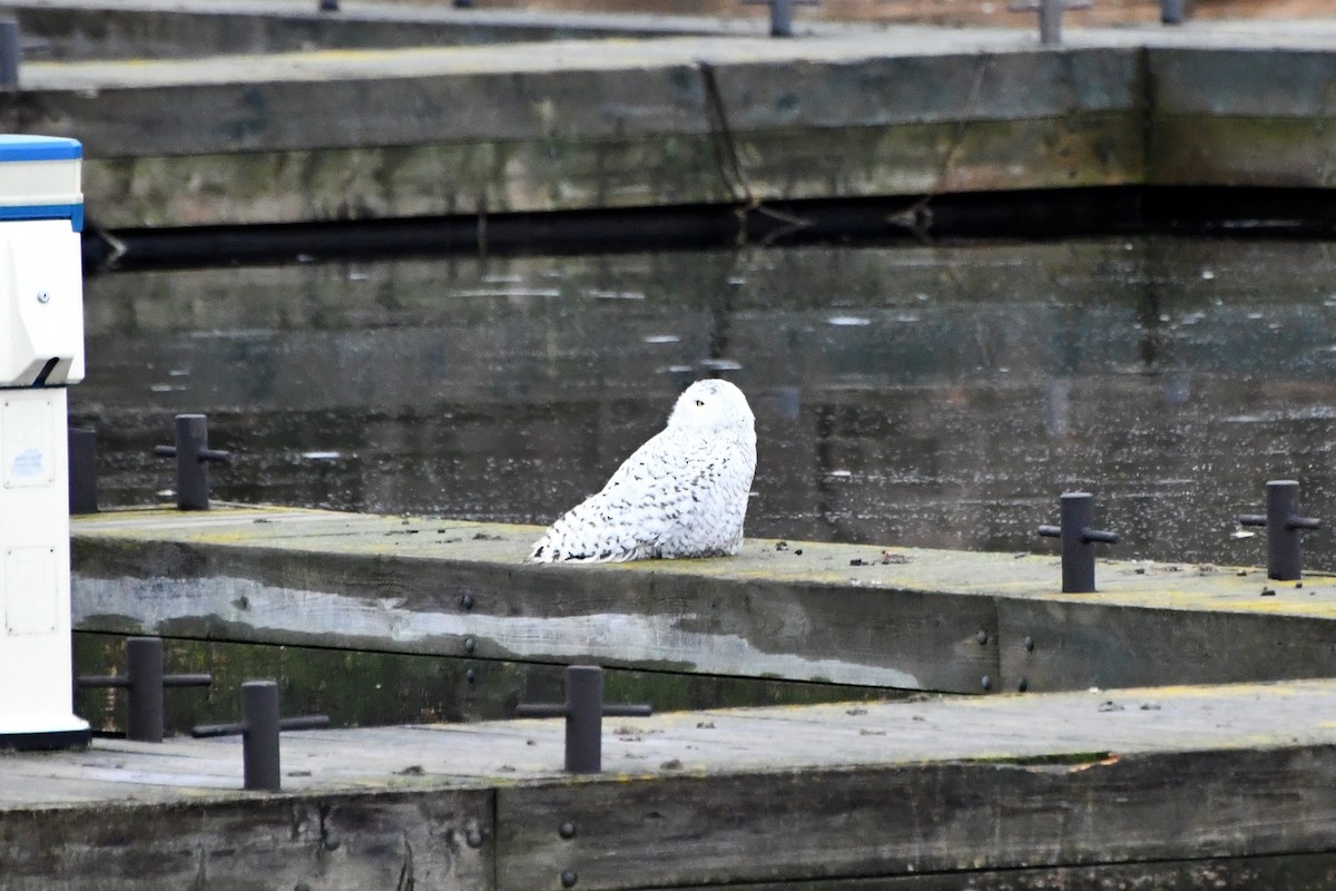 Snowy Owl - ML292341171