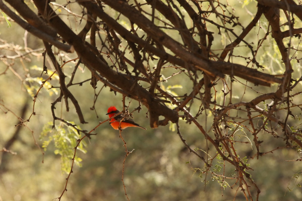 Vermilion Flycatcher - ML292342951
