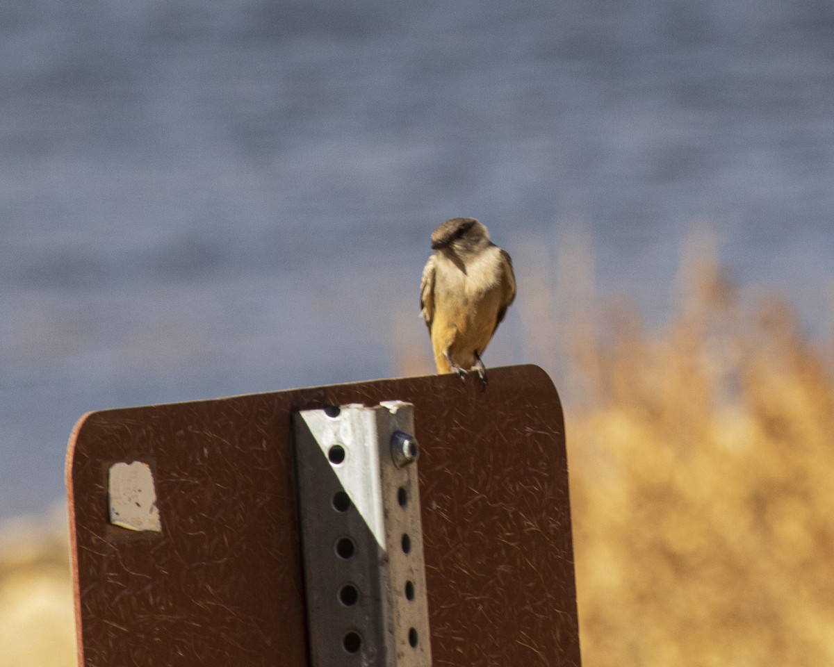 Say's Phoebe - ML292343231