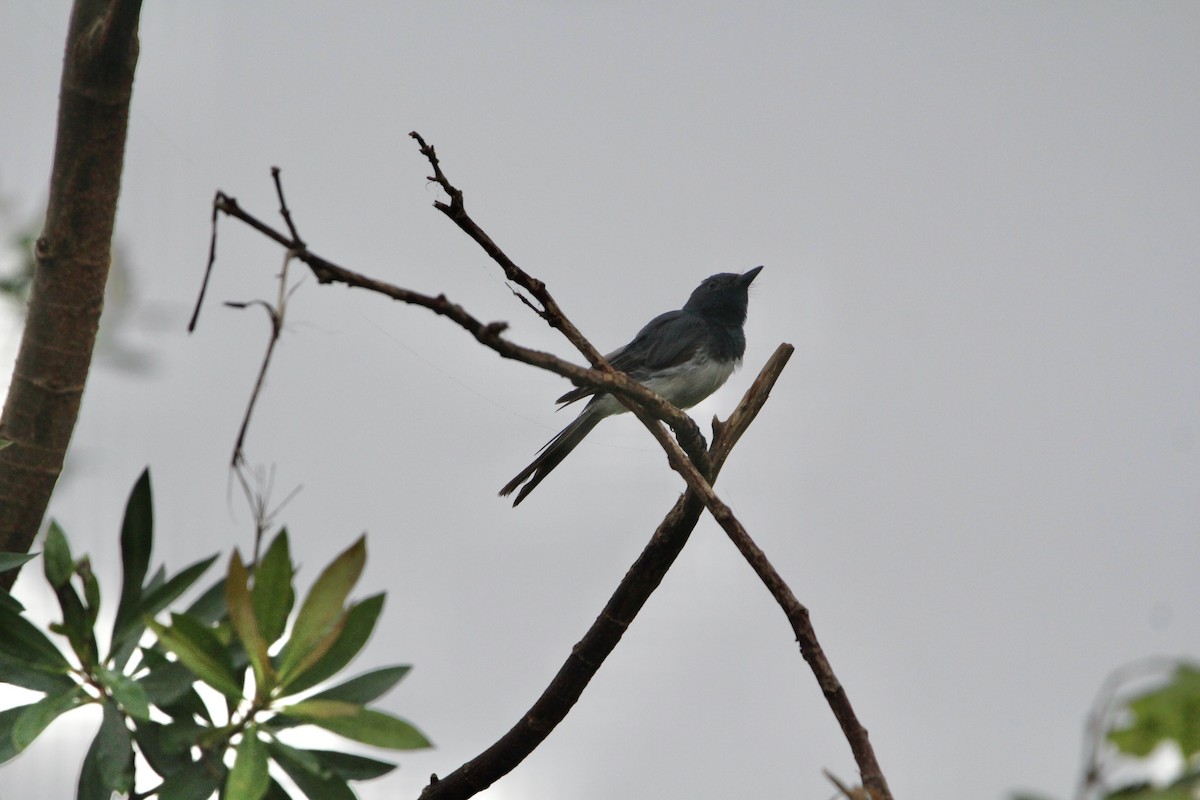 Leaden Flycatcher - ML292343611