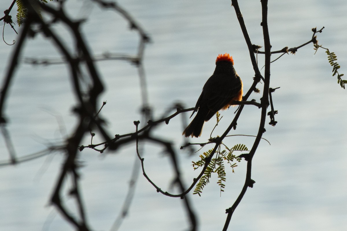 Vermilion Flycatcher - ML292343671