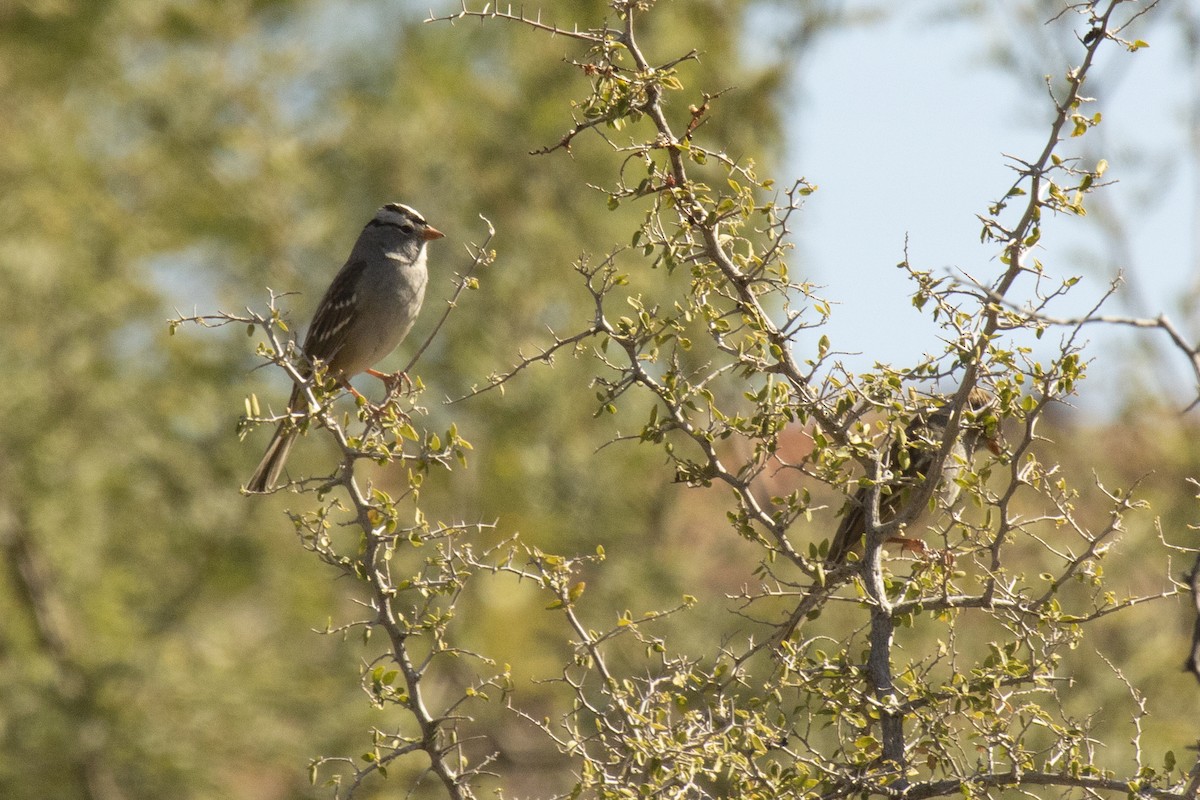 White-crowned Sparrow - ML292344381