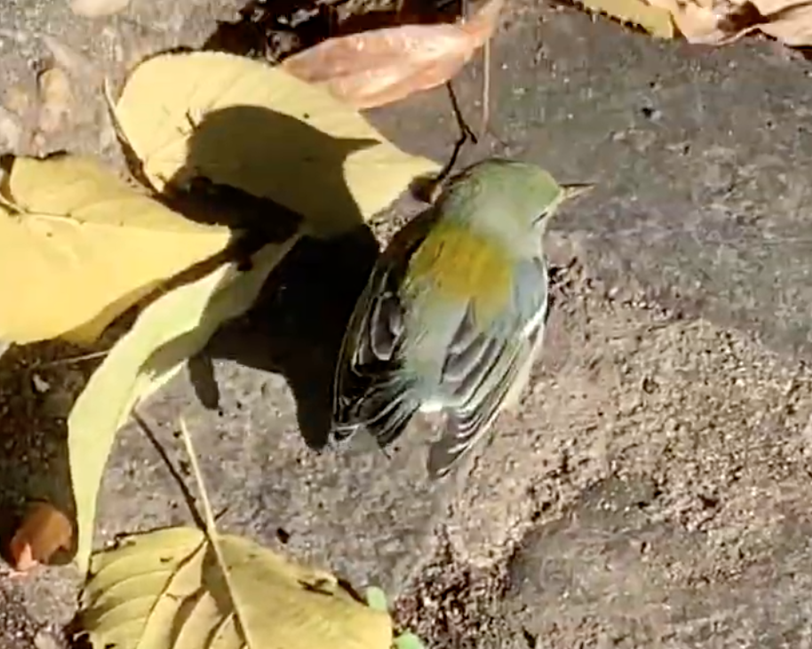 Northern Parula - ML292344391