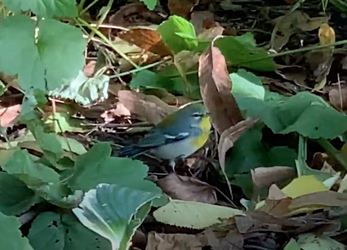 Northern Parula - ML292344431