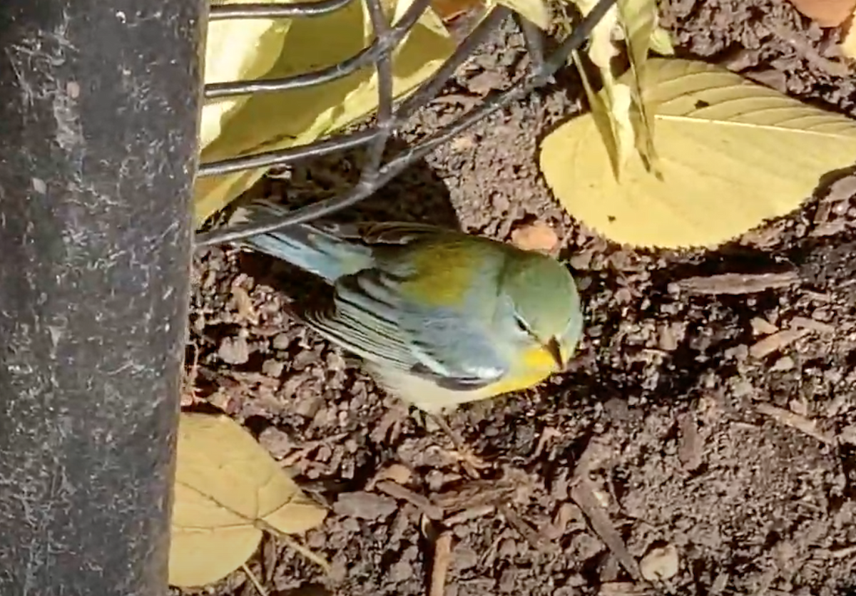 Northern Parula - ML292344441