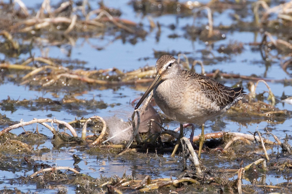 Long-billed Dowitcher - ML292345211