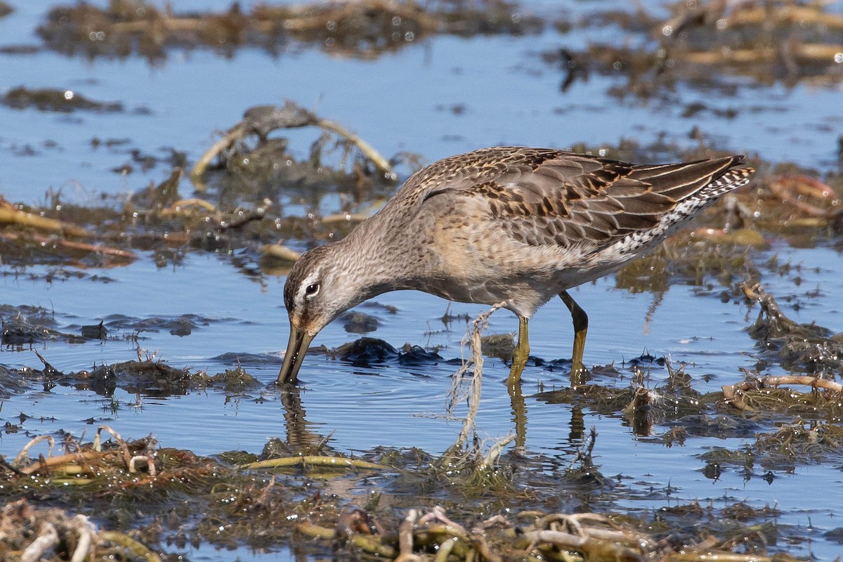 Long-billed Dowitcher - ML292345251