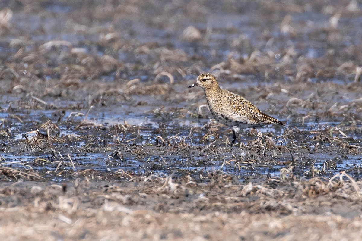 European Golden-Plover - ML292346101