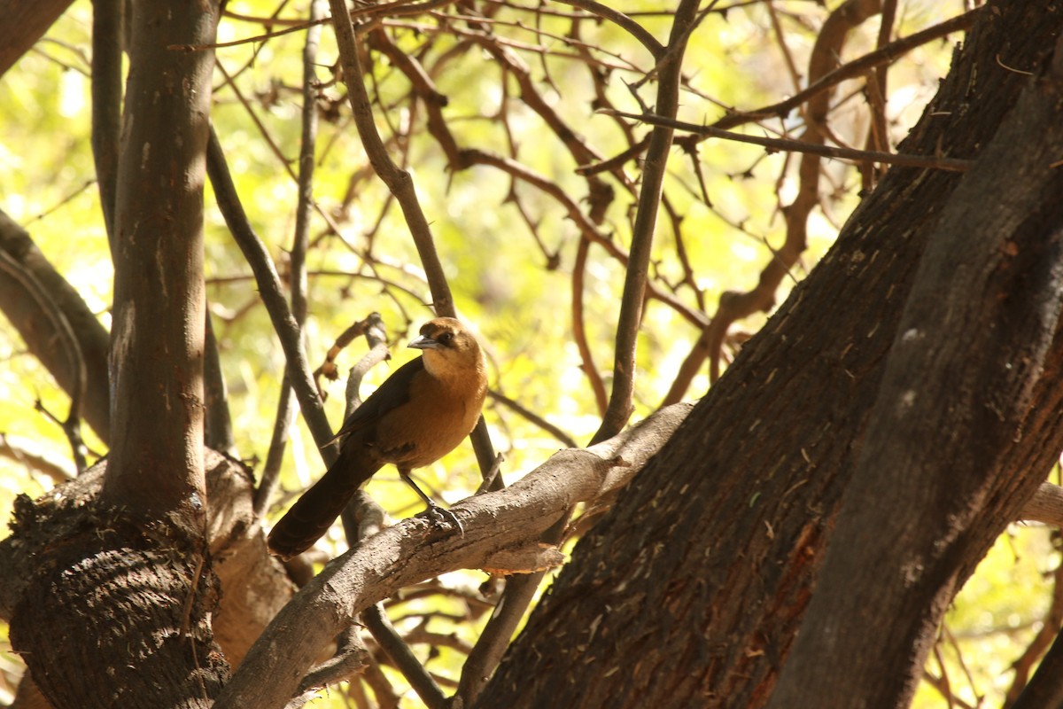 Great-tailed Grackle - ML292346391