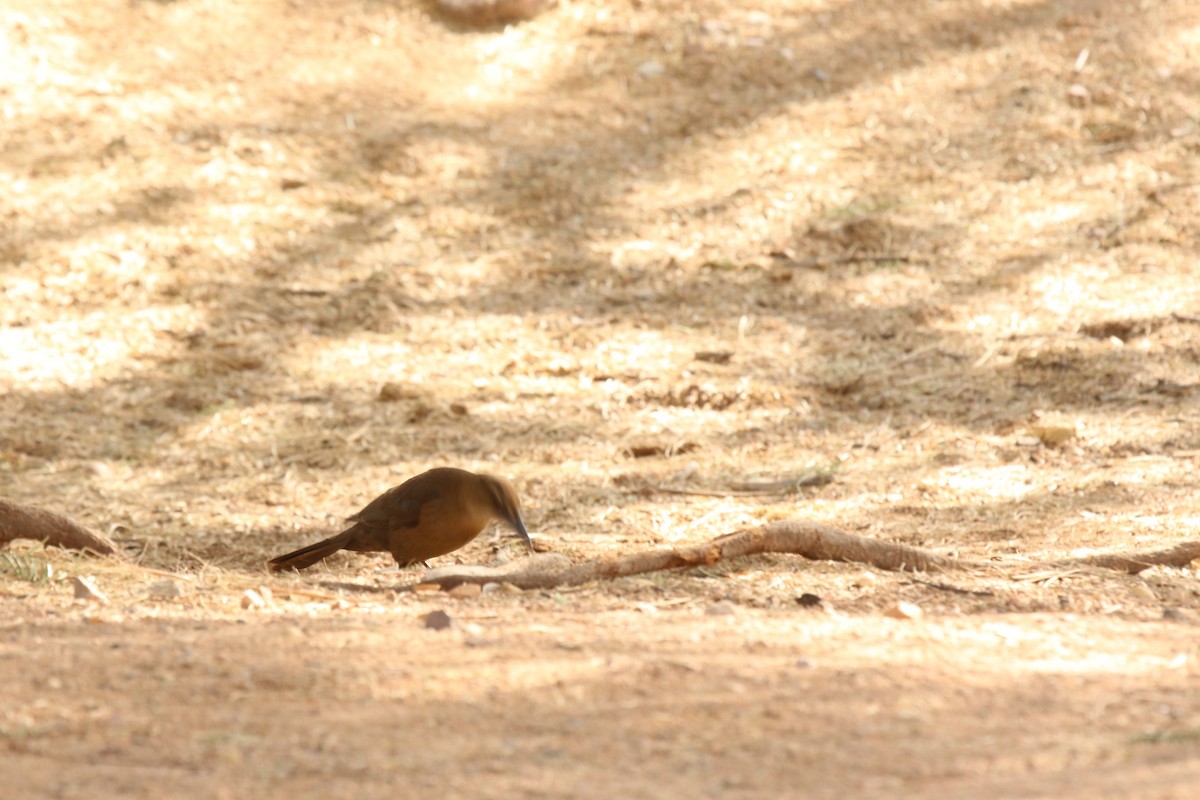 Great-tailed Grackle - ML292346421