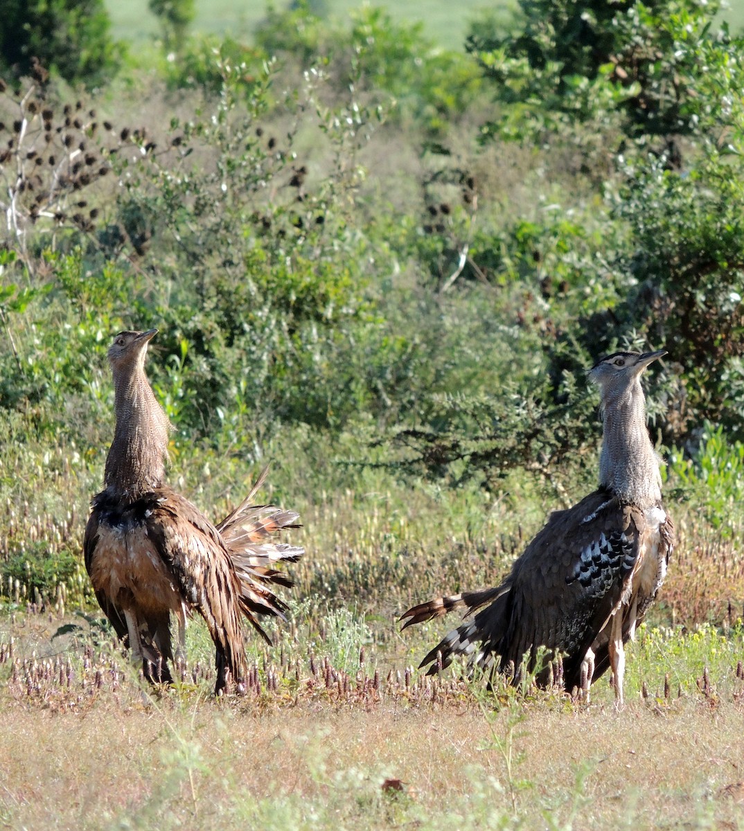 Kori Bustard - ML292346751