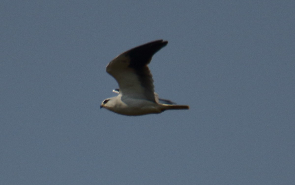 Black-winged Kite - Amol Gokhale