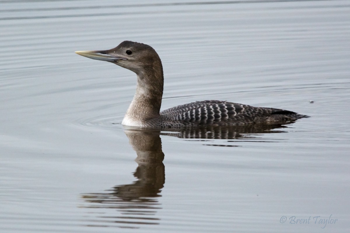 Yellow-billed Loon - Brent Taylor