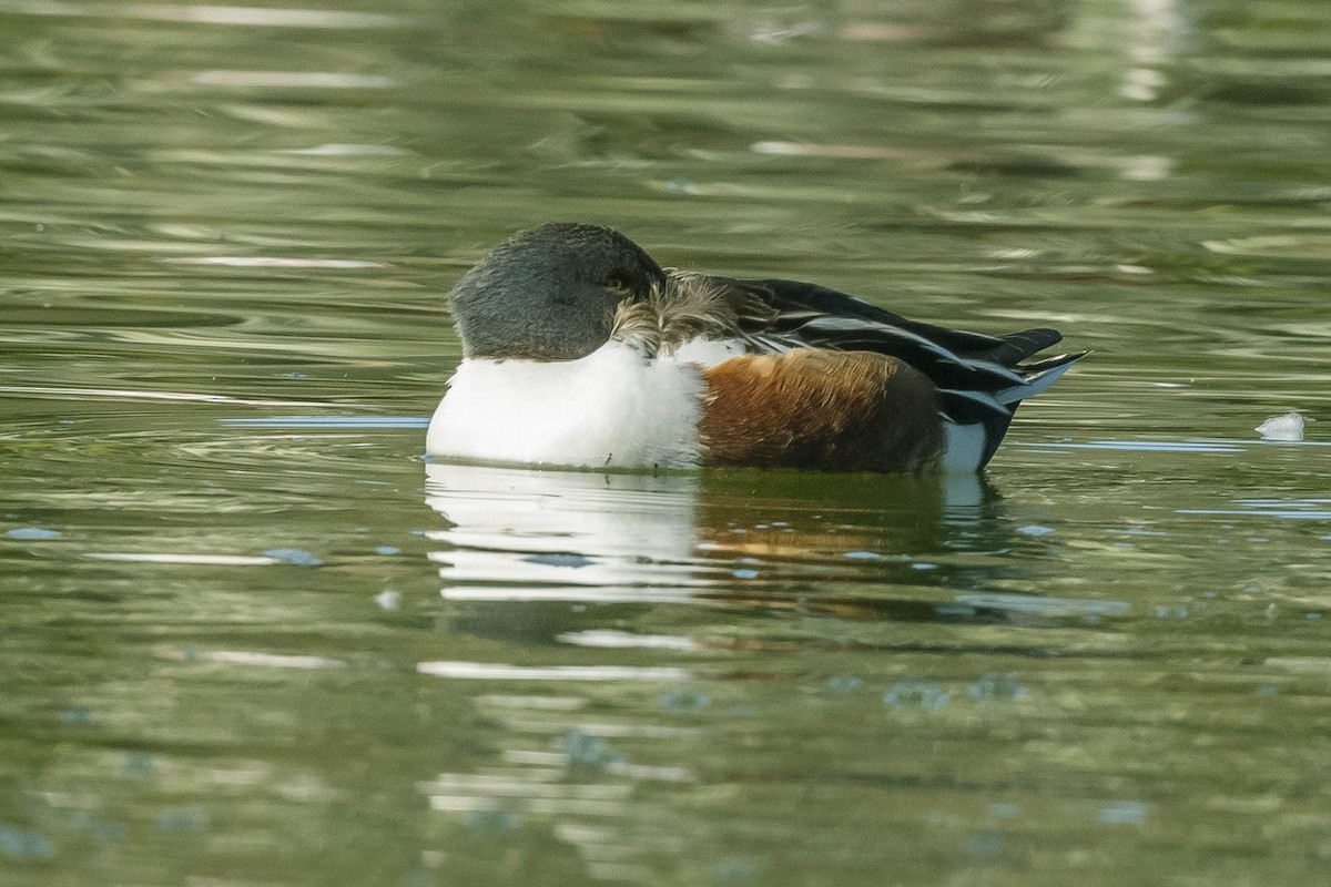 Northern Shoveler - James McNamara