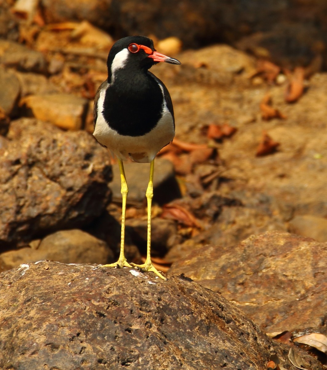 Red-wattled Lapwing - ML292351701