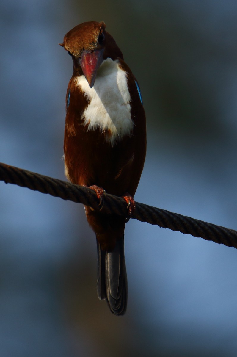 White-throated Kingfisher - Amol Gokhale
