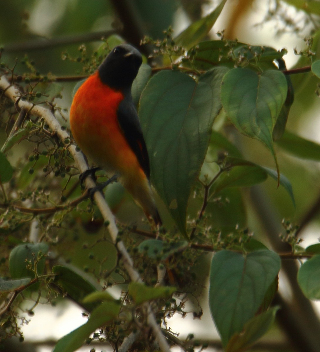 Small Minivet - Amol Gokhale