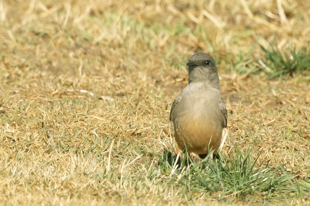 Say's Phoebe - James McNamara