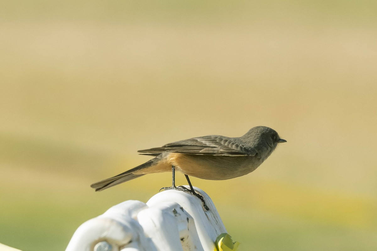 Say's Phoebe - James McNamara