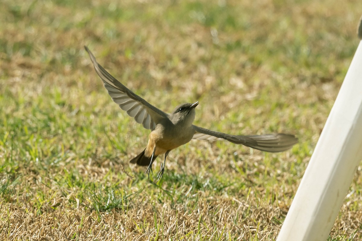 Say's Phoebe - James McNamara