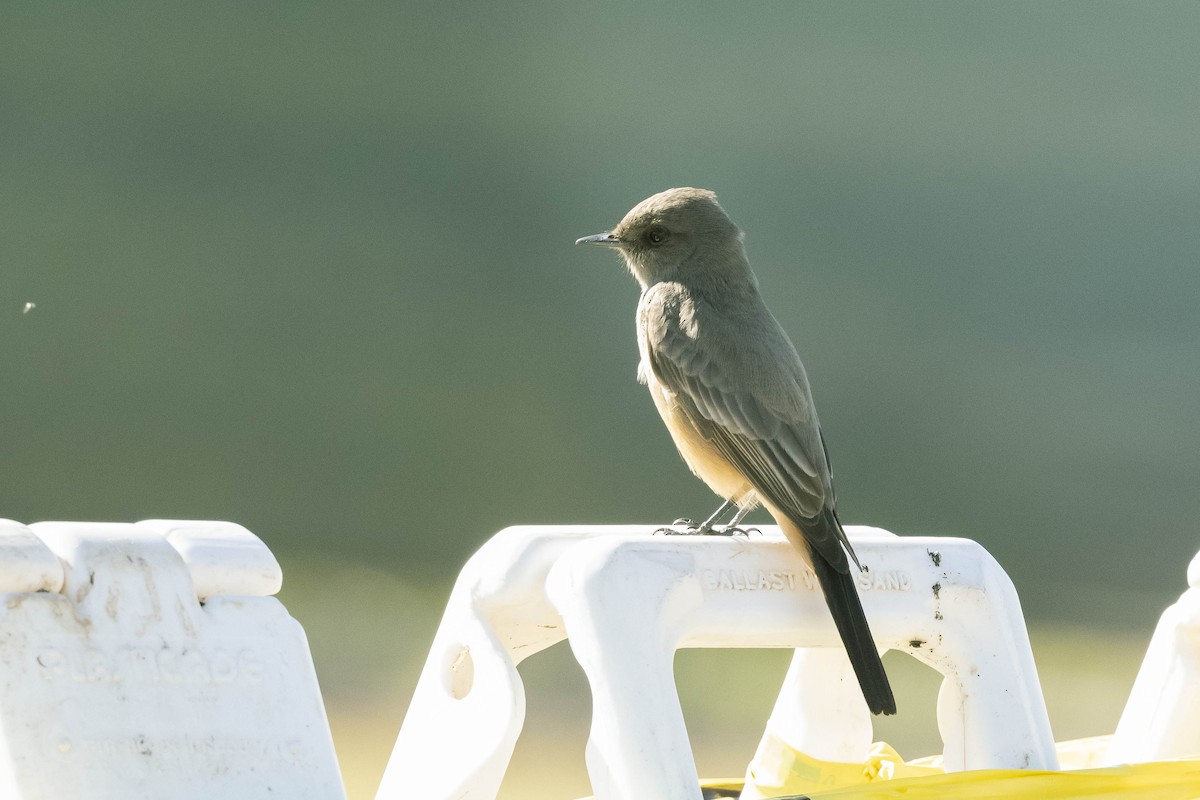 Say's Phoebe - James McNamara