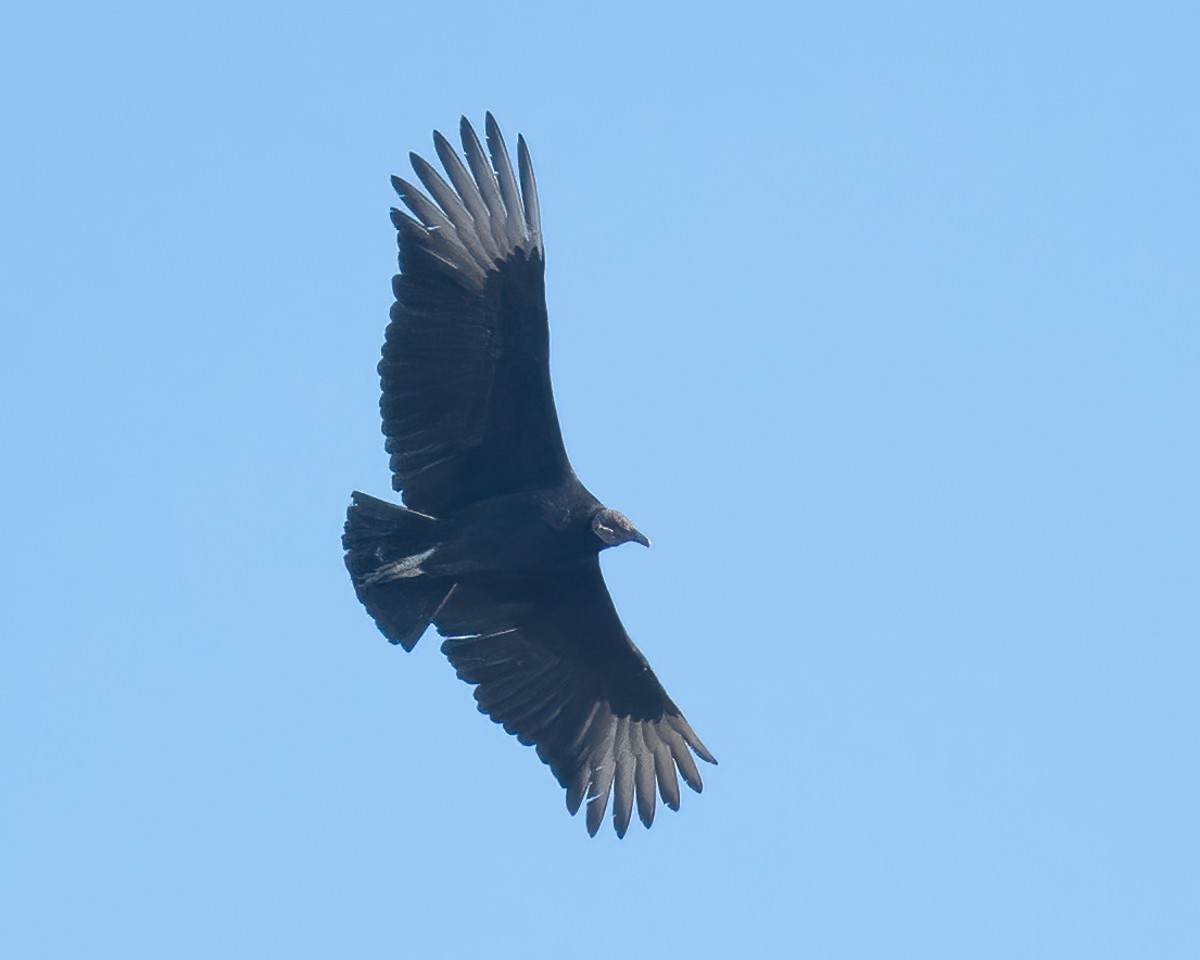 Black Vulture - ML292353381