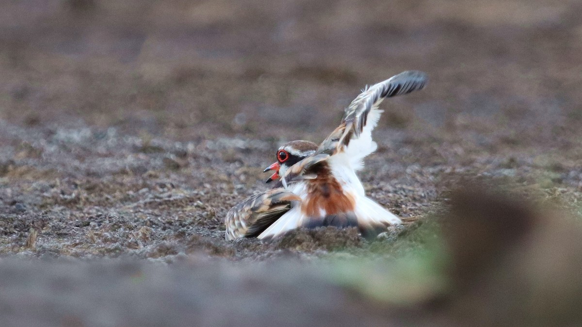 Black-fronted Dotterel - ML292356901