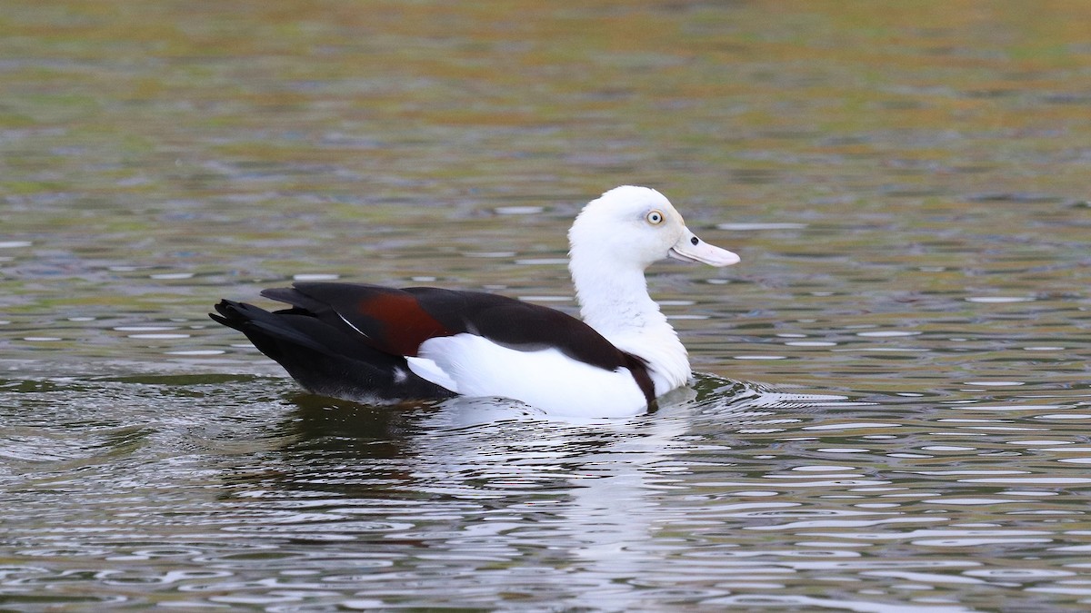 Radjah Shelduck - ML292357871