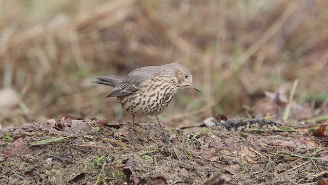 Sage Thrasher - ML292358511