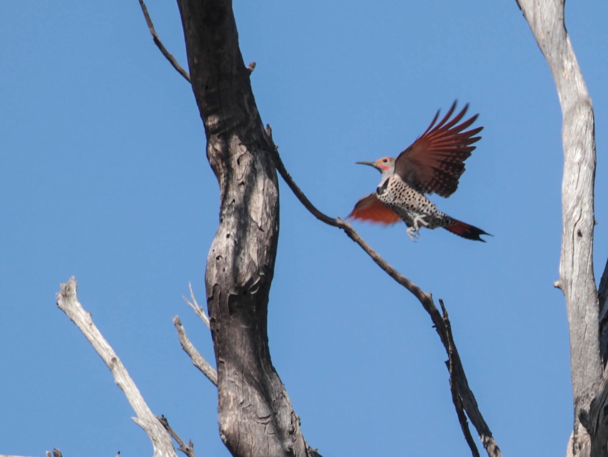Northern Flicker (Red-shafted) - ML292359251