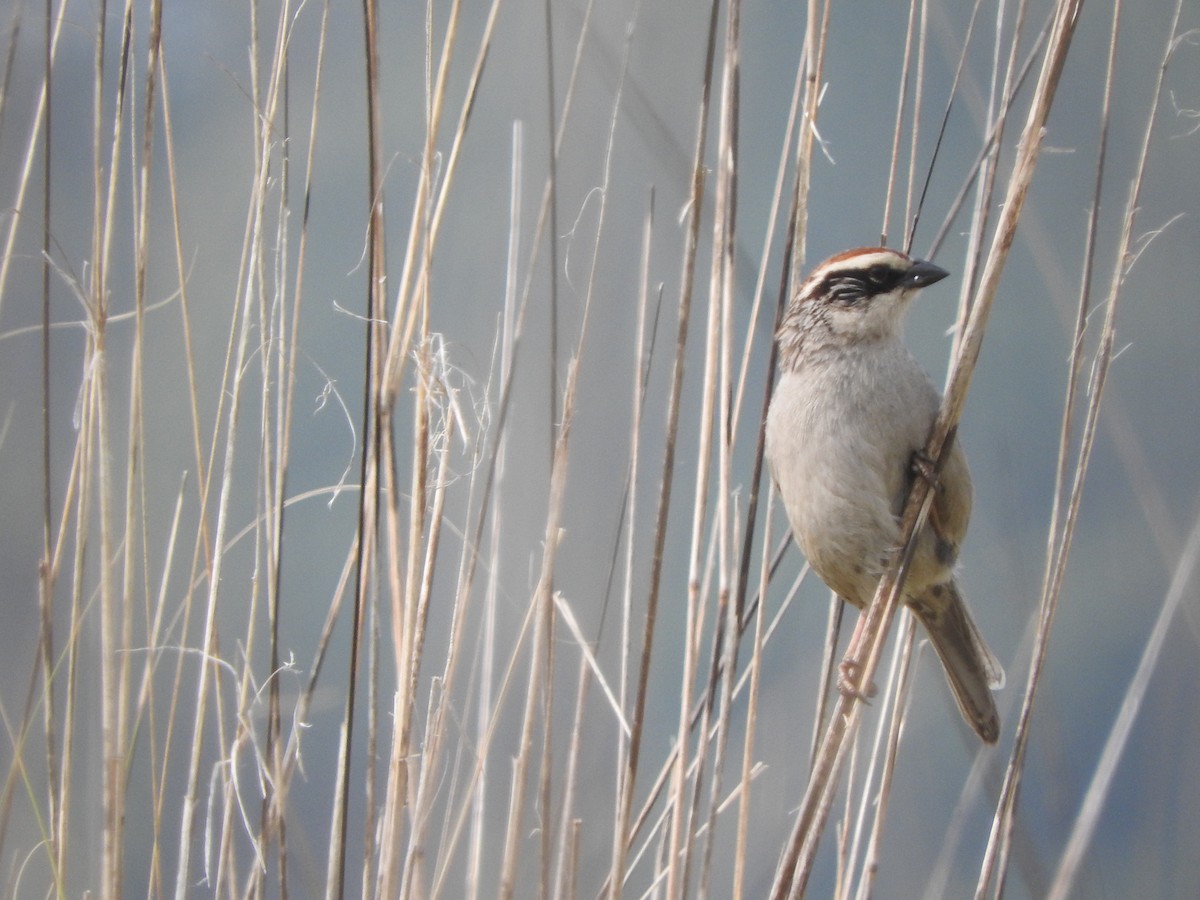 Striped Sparrow - ML29235931