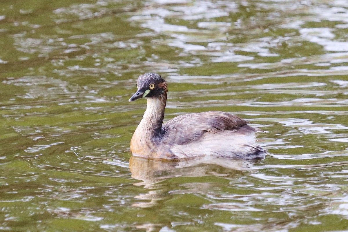 Australasian Grebe - ML292359811