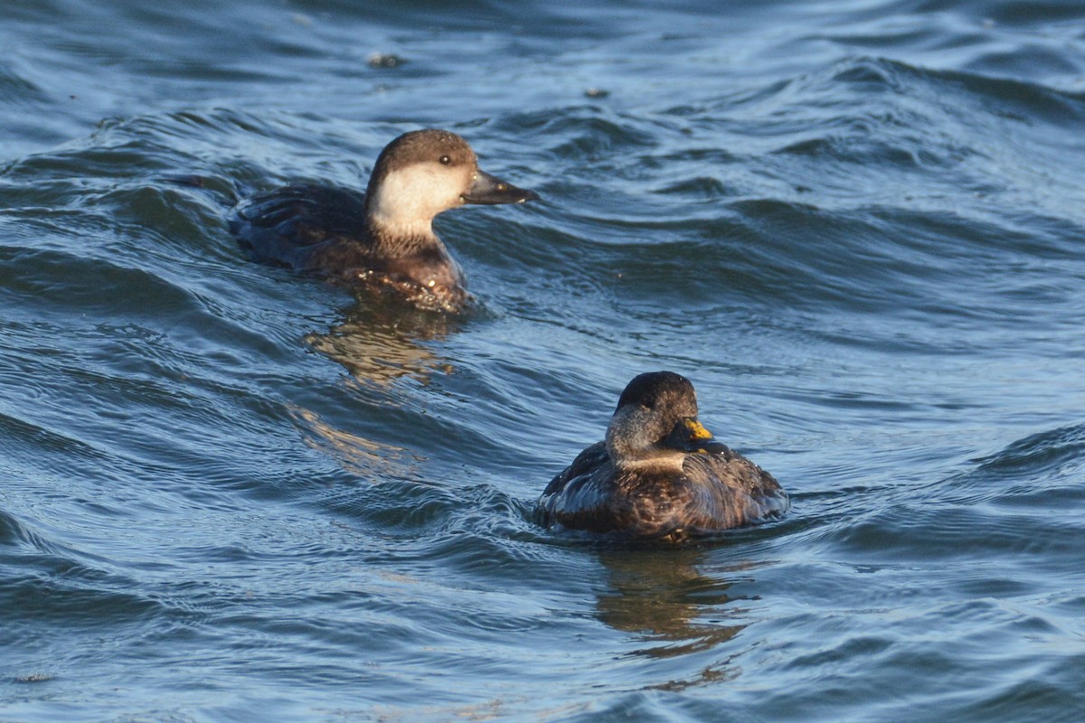 Black Scoter - Patrick Maurice