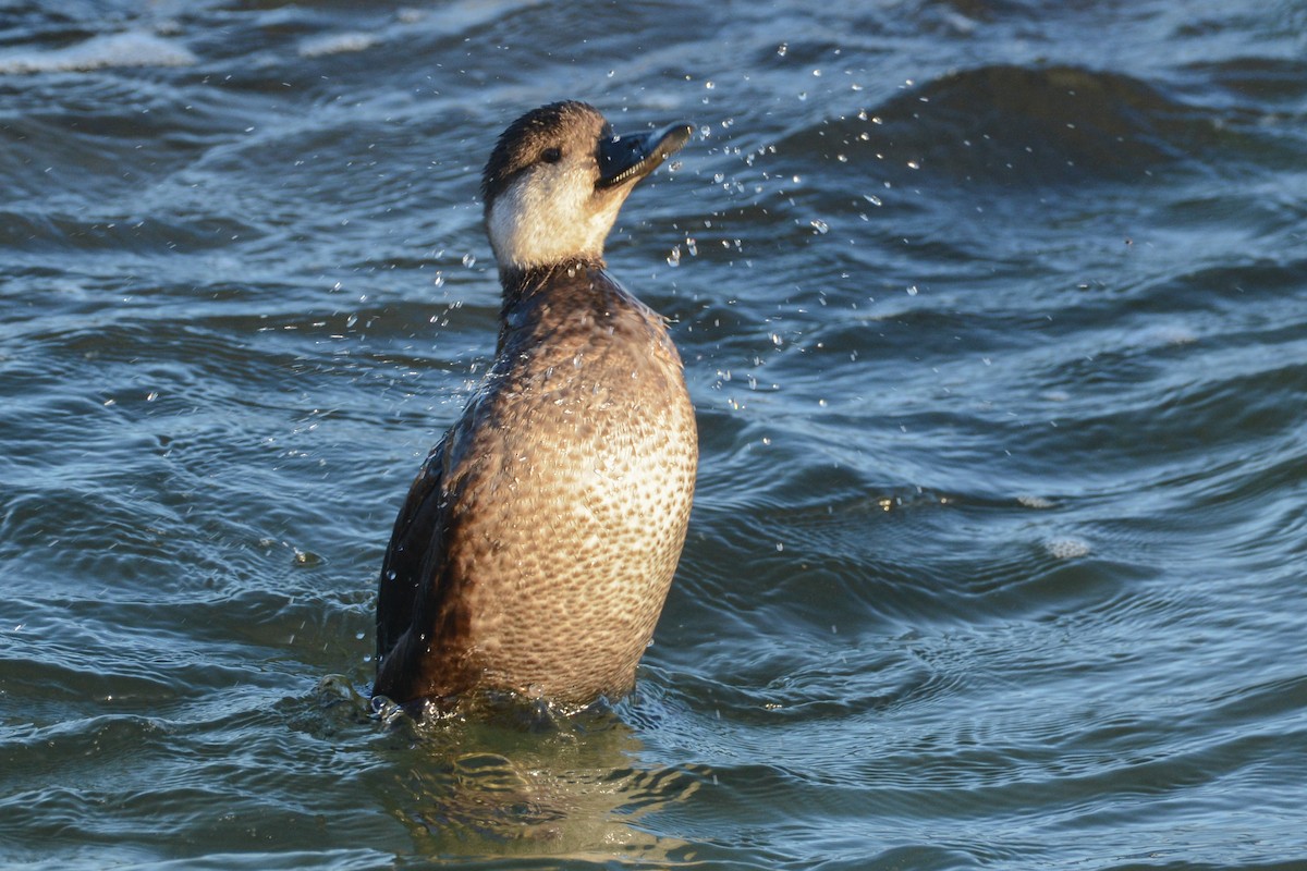 Black Scoter - Patrick Maurice