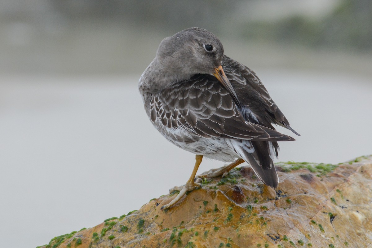 Purple Sandpiper - ML292360921