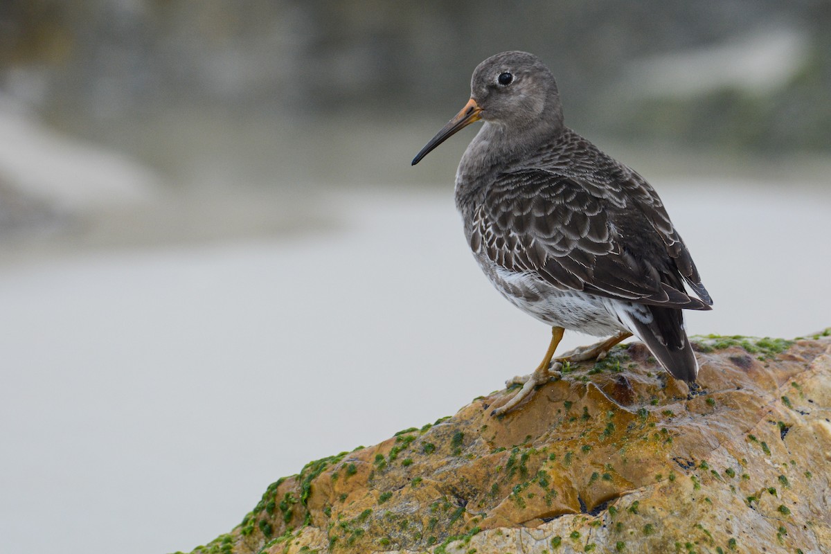 Purple Sandpiper - Patrick Maurice