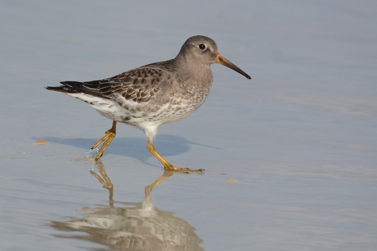 Purple Sandpiper - Patrick Maurice