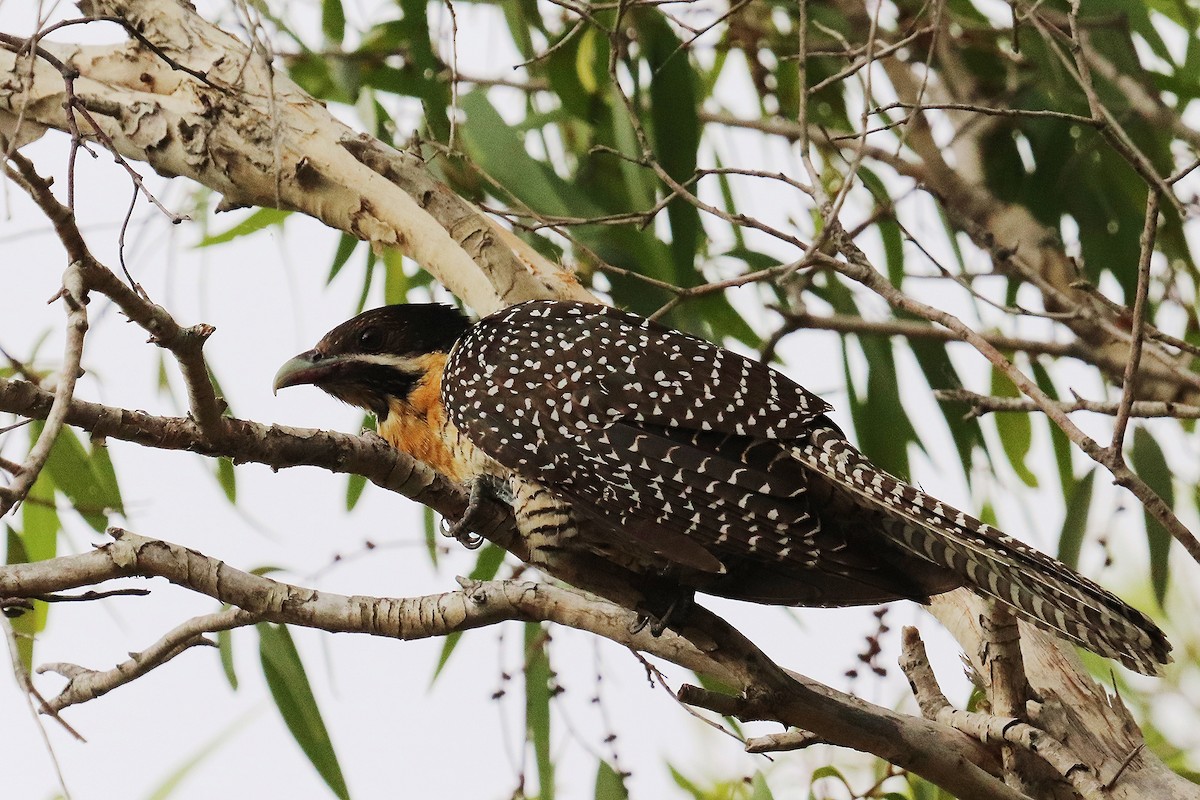 Pacific Koel - ML292362081