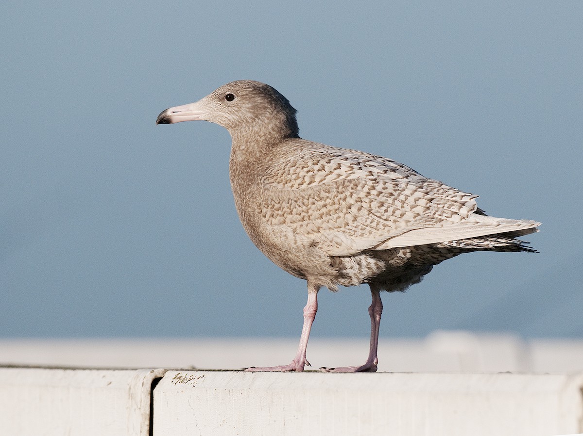 Glaucous Gull - benny cottele