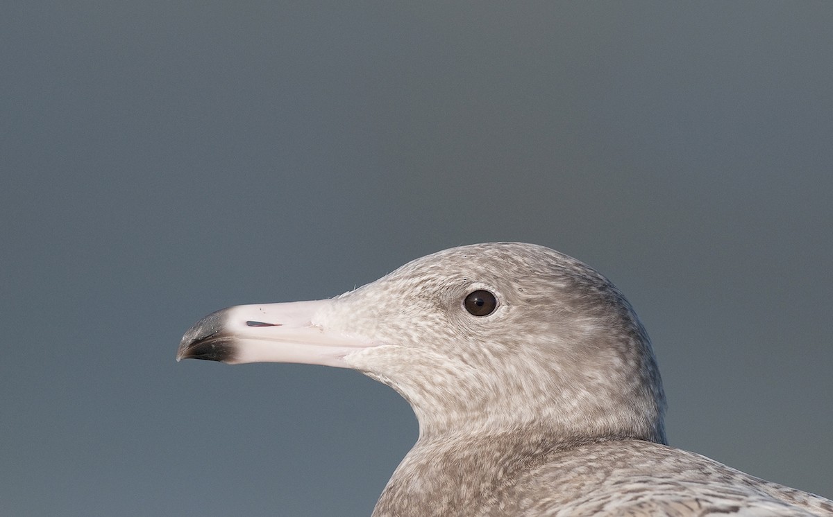 Glaucous Gull - ML292362601