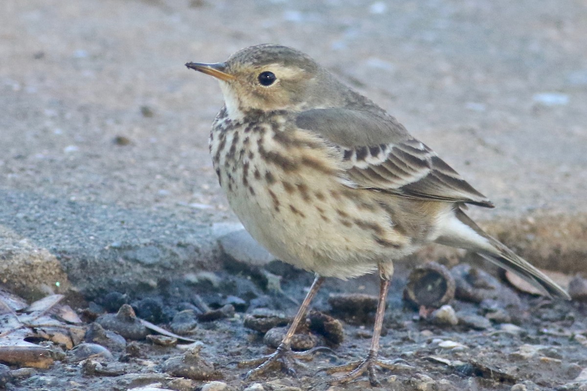 American Pipit - Gil Ewing