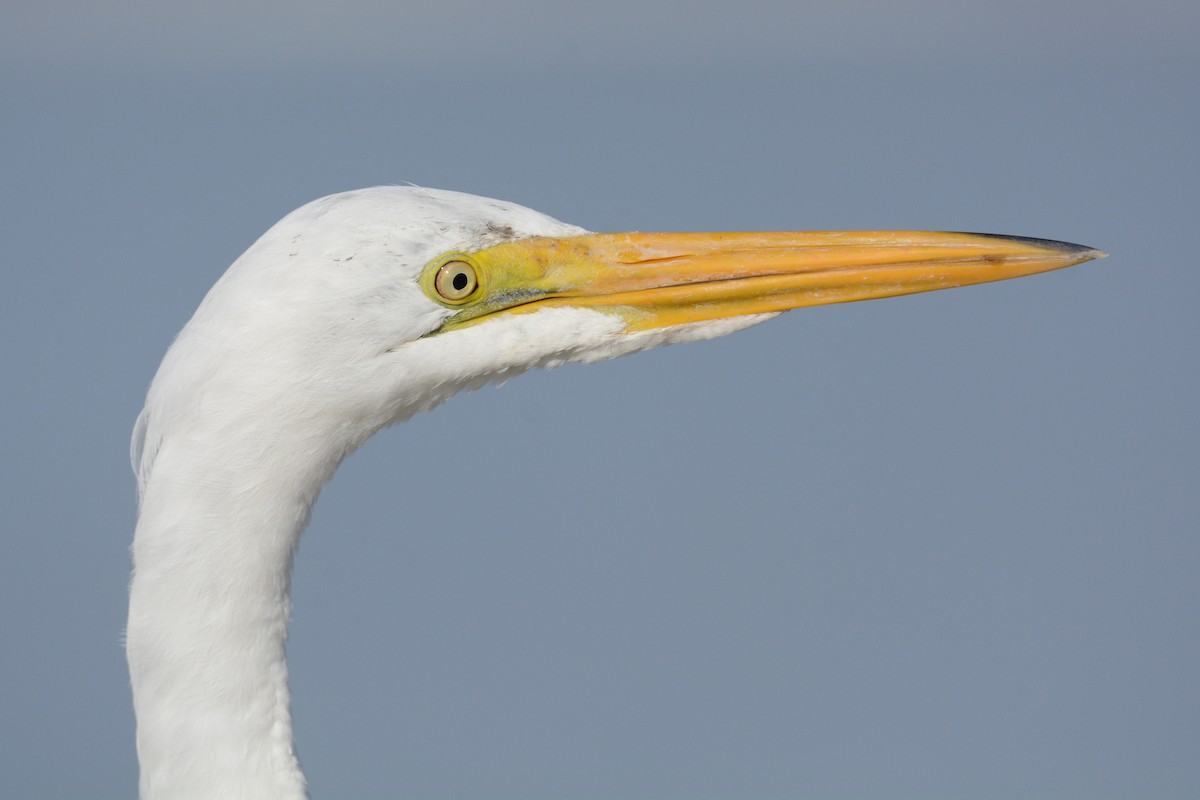 Great Egret - Patrick Maurice
