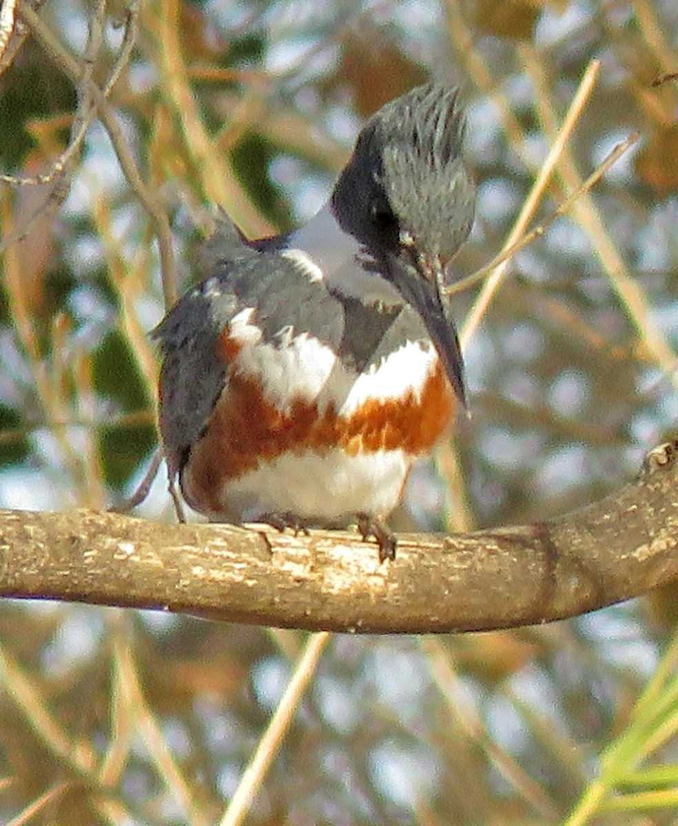 Belted Kingfisher - ML292363631