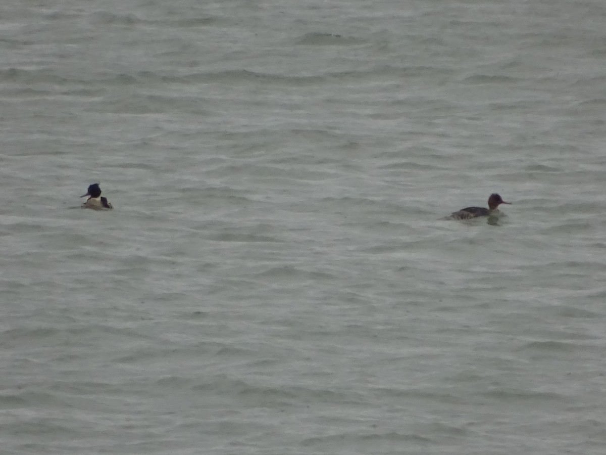 Red-breasted Merganser - Heather Rutherford