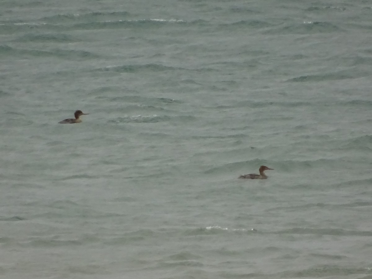 Red-breasted Merganser - ML292364101